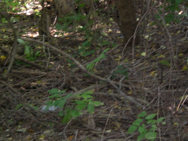 Cat Cradled in Vines 