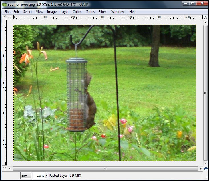 Squirrel Starting Image