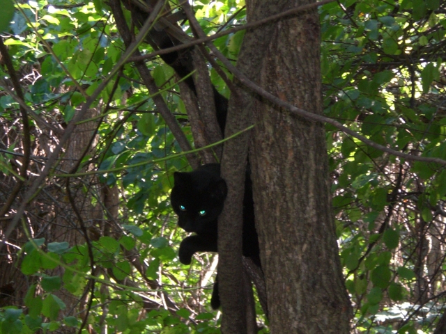 Cat Cradled in Vines 