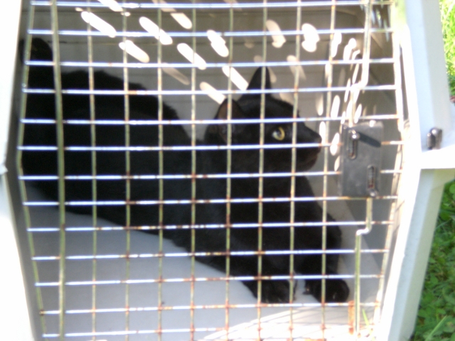 Cat in Carrier