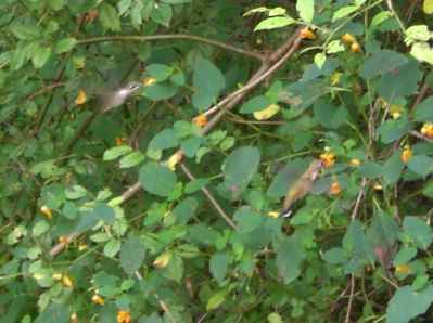 Hummingbirds 01