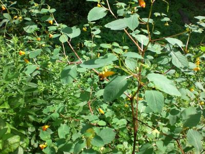 Touch Me Nots aka Orange Jewelweed