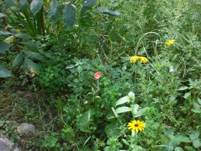 Wild Flowers