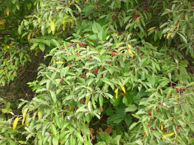 Berries