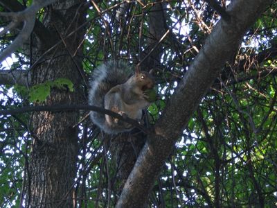 Squirrel Eating