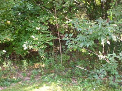 View From The Yard