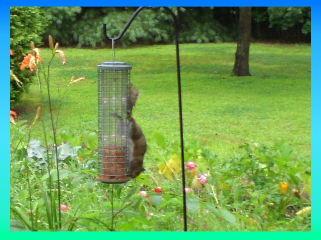 Squirrel Proof Image with Border