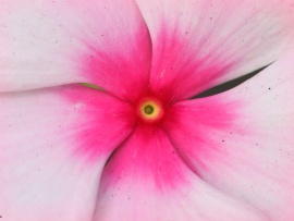Public Domain Flower Image